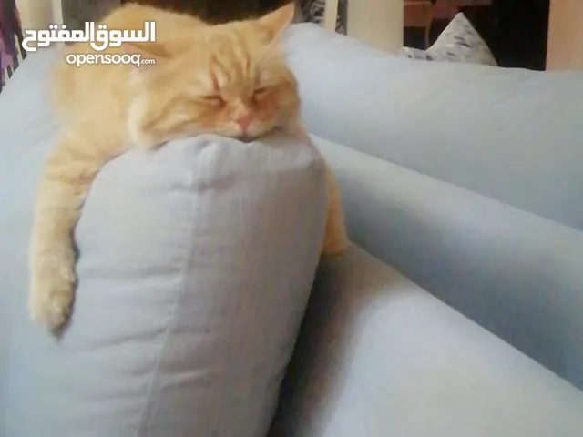 قطه للتبني