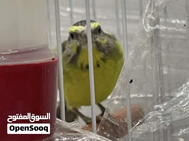 عصافير + عصافير
