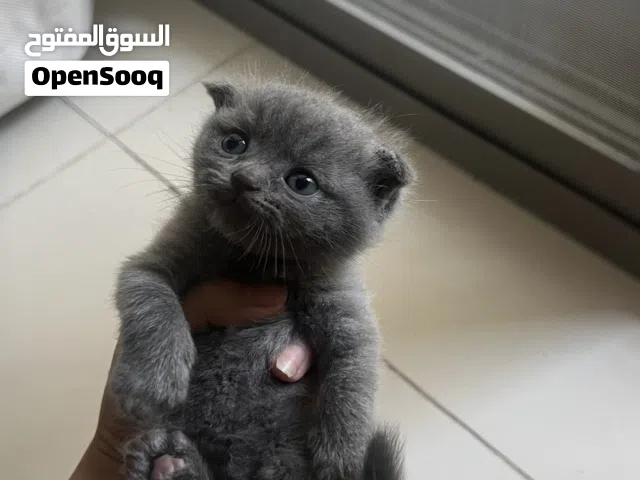 6قطط للبيع