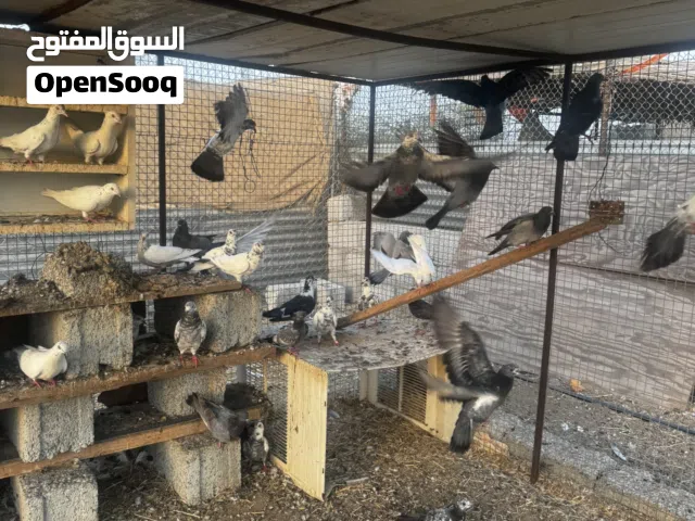 حمام للبيع