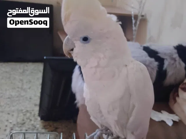 ببغاء كوكاتو جوفن زائد حبه كسندرا