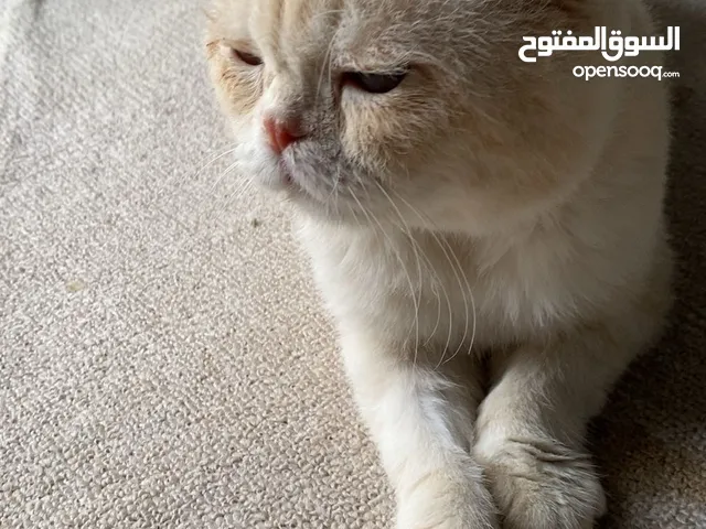 قط سكوتش فولد للتبني