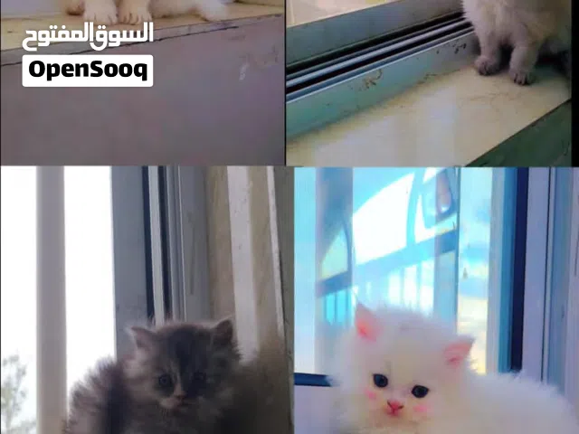 قطط لي بيع مشاء الله تبارك الله