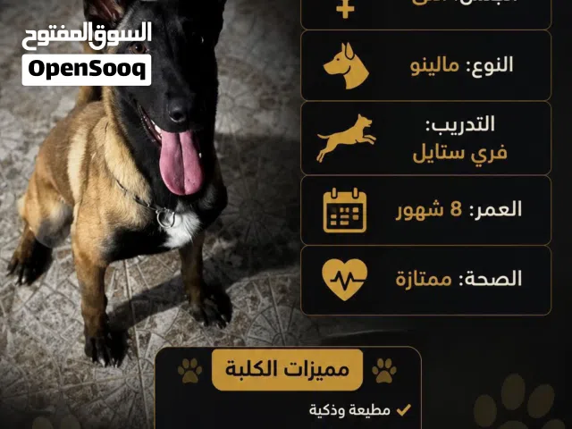 مالينو للبيع