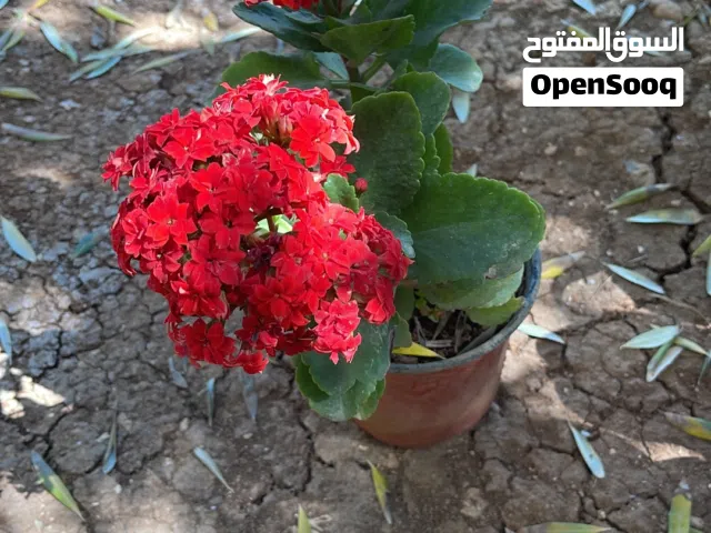 نباتات خارجية للبيع والواحدة بنصف دينار فقط نباتات مزهرة خارجية للزينة  للبيع