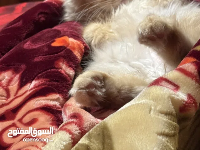 قط شيرازي فارسي