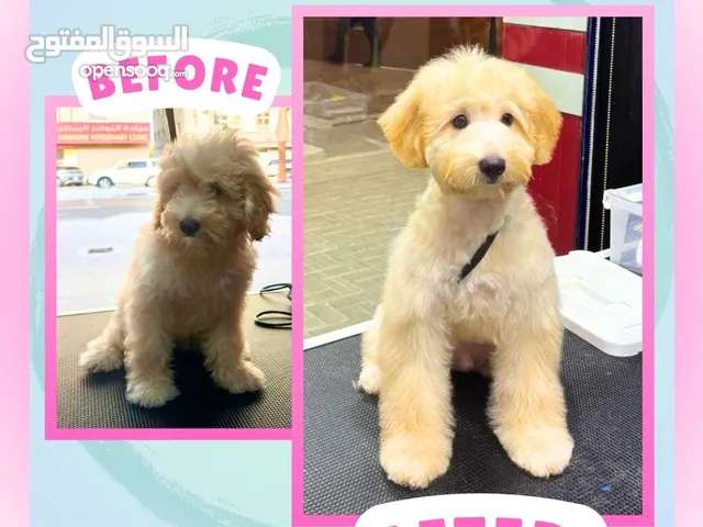 Full Grooming (Haircut, Shower, Ear cleaning, nail clipping) for your Pets- At CreatureWorld PetShop