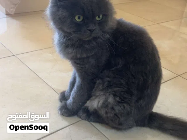 قط أنثى شيرازي للبيع