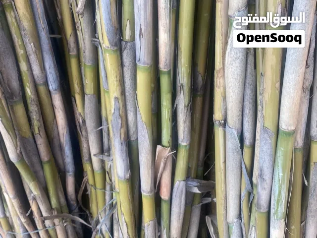 قصيب لدعم الأشجار والبيوت الزراعية والمشاتل والمعرشات باقل الأسعار اتصل بنا