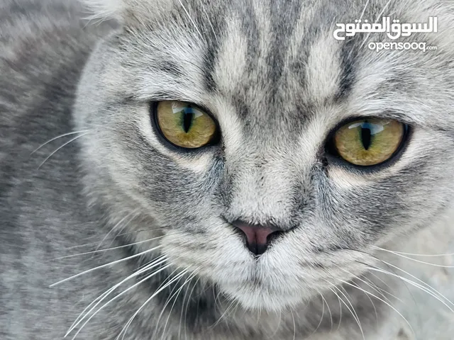 قط سكولتش فولد