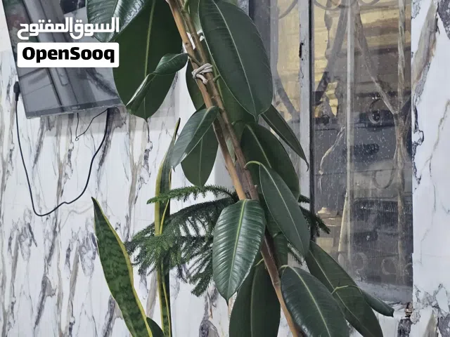 شجرة مطاط بطول مترين
