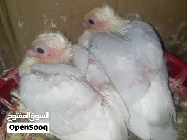 زوج مع افراخهن