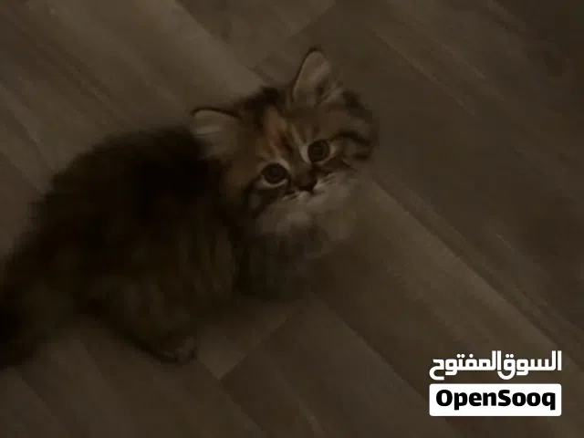 قطوه شيرازي للبيع