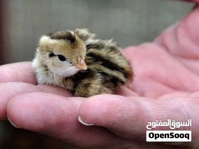 صوص سمان فري