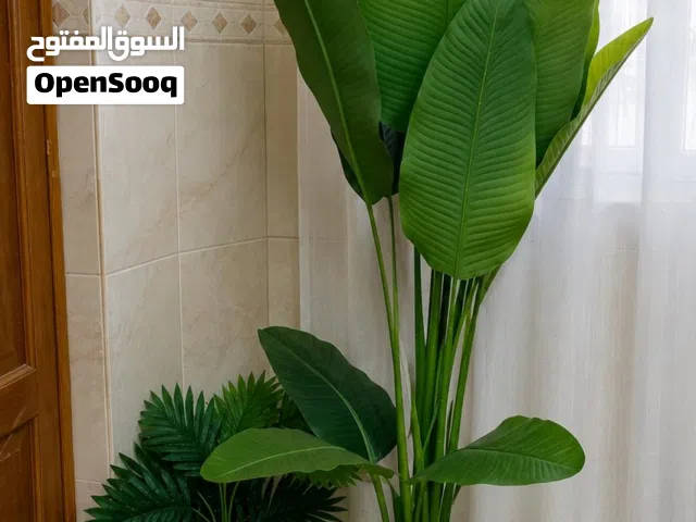 شجرة موز ارتفاع مترين