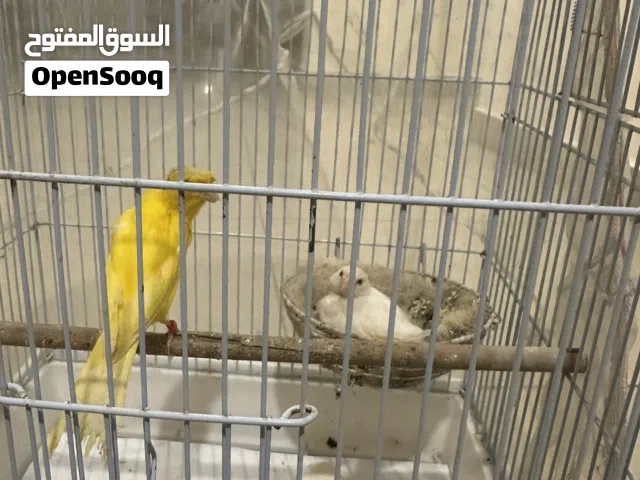 جوز كناري ألماني منتج تحته فرخه