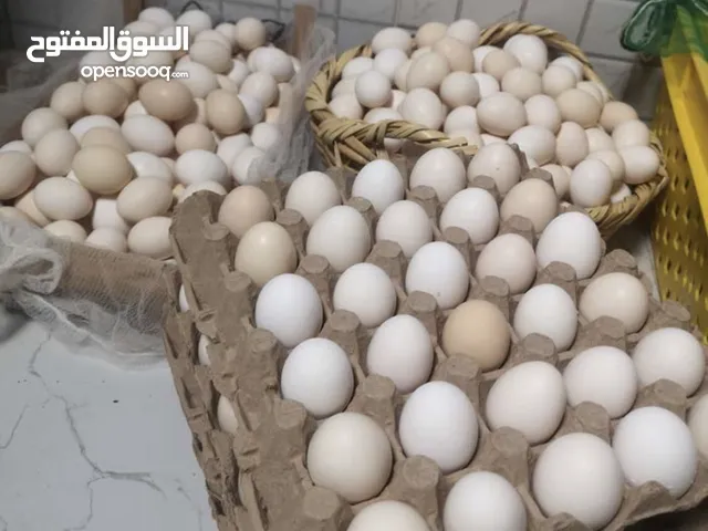 بيض عماني أصلي مخصب