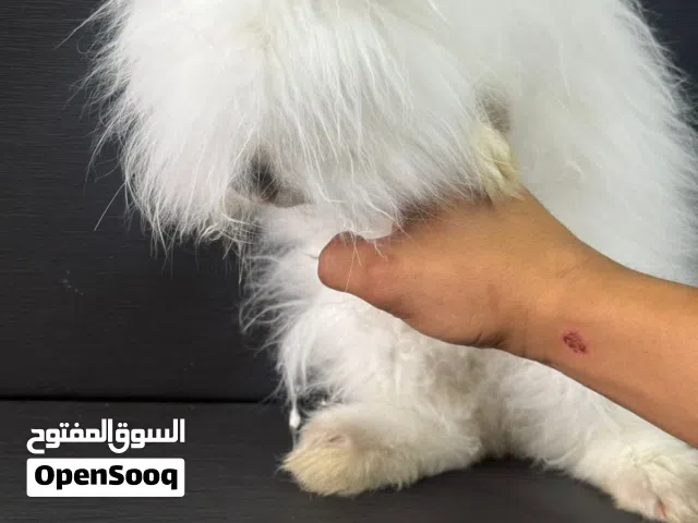 أرنب أليف بصحة جيدة ورفيق بالبيت  ذكر
