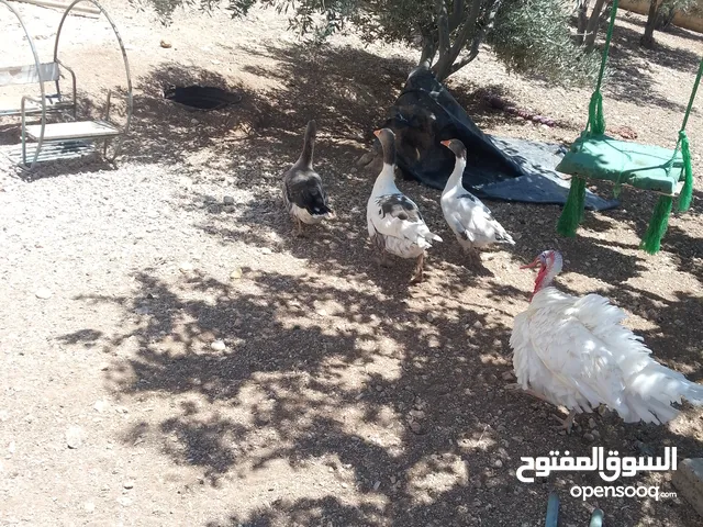 3 وزات للبيع