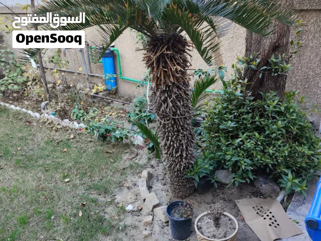 أشجار سايكس للبيع