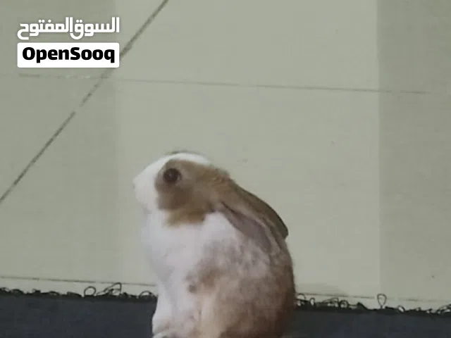 3month old rabbit looking for a home