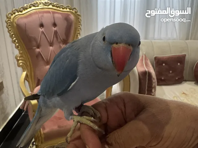دره للبيع أليف والحين بادي يتكلم