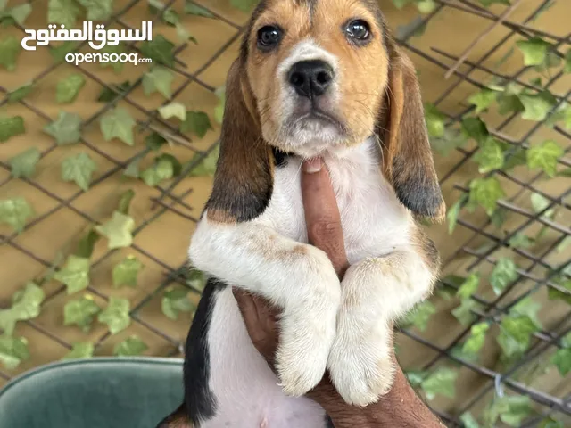 انثى بيجل مستوى عالي