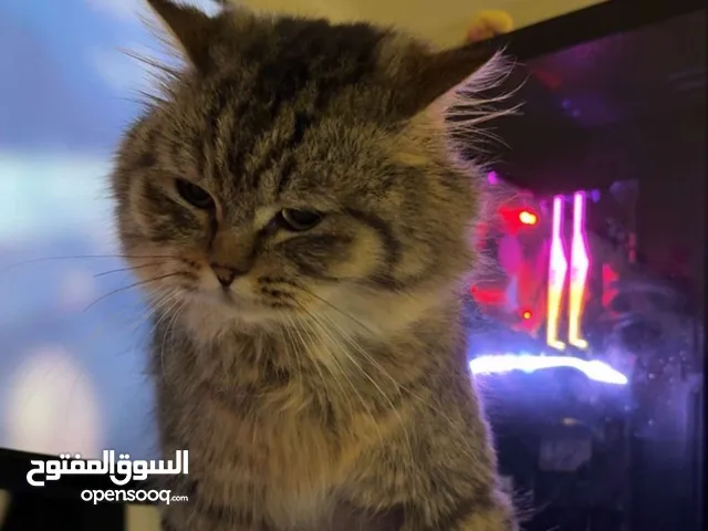 قط للتبني