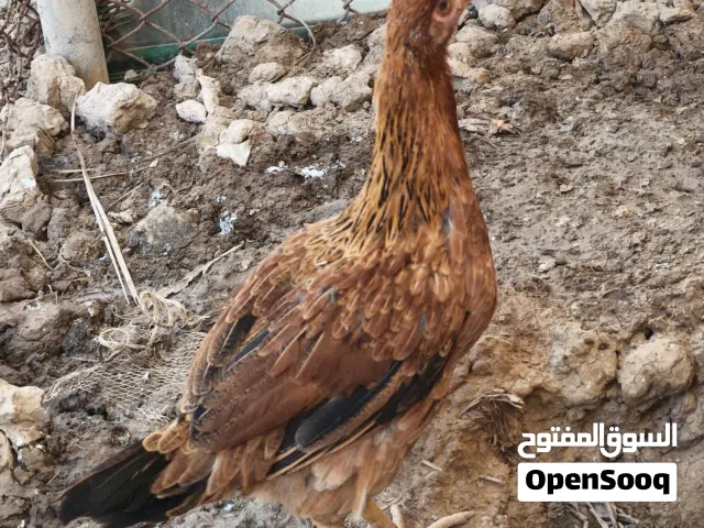 ديج ودجاجه  عرب الدجاجه على وجه بياض عمرهم اقل من سنه