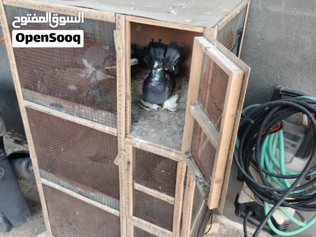 حمام للبيع