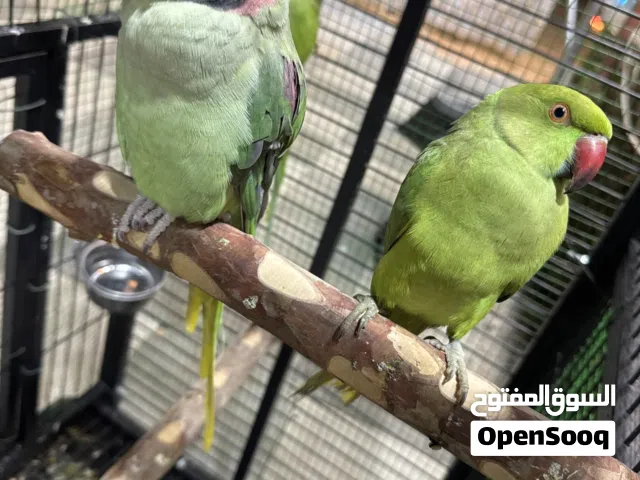 ببغاء باكستاني