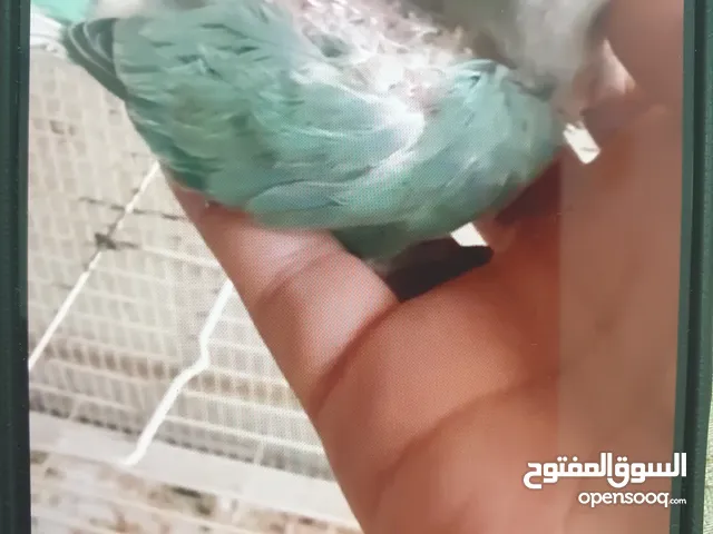 أزواج لوف بيرد مع إنتاجهم/Lovebird pairs with their chicks