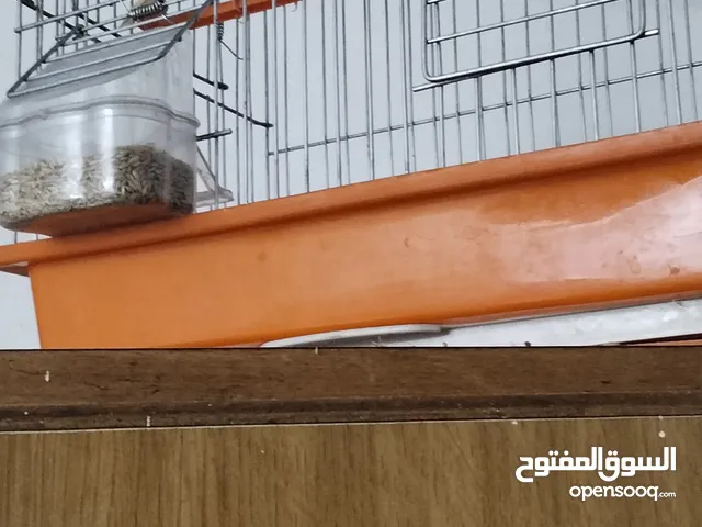 كنارات شغاله عصافير كناري مع القفاص