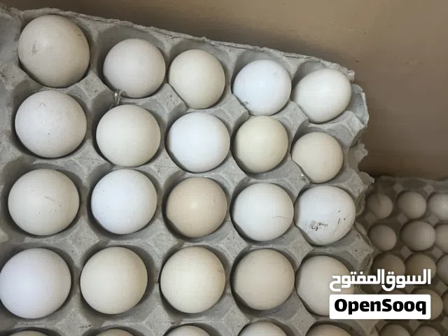 للبيع بيض عماني مخصب