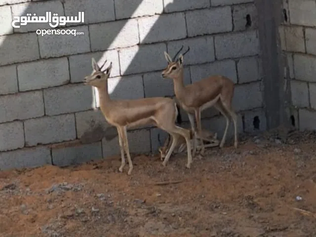 زوز اناثي غزال