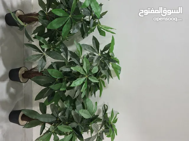 شتلات صناعية متوسطة الأطوال