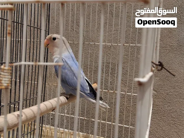 ذكر روز دبل فايلت للبيع او تبديل