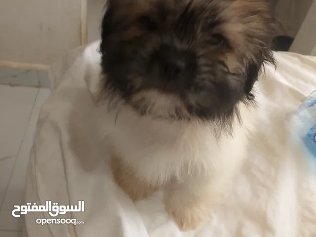 للبيع بيعه سريعه بكنيز