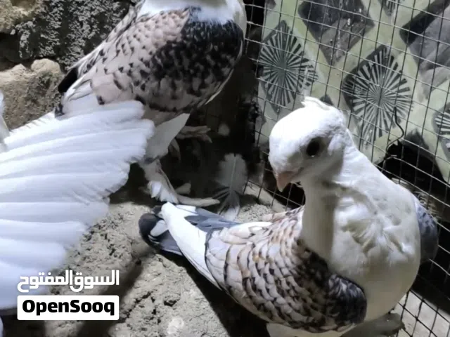 متاح زوجين فحل جاهز 3نثايه مخاليف سعر 50 بكاني بصره