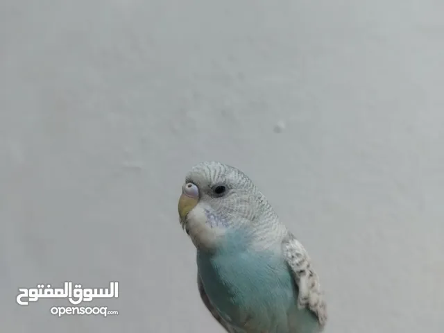 فرخ حب للبيع
