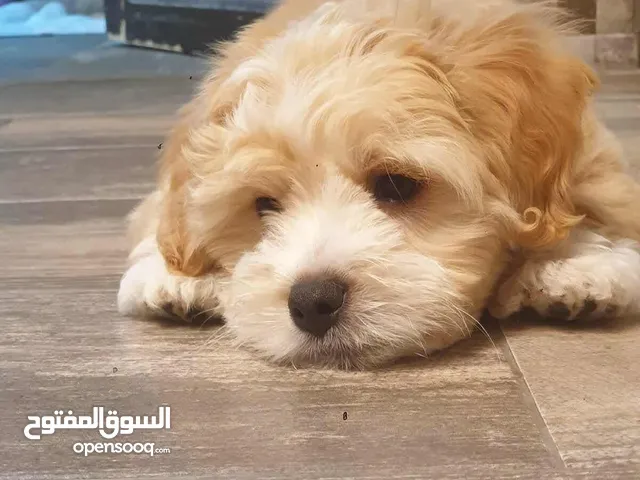 ثلاث قطط للبيع