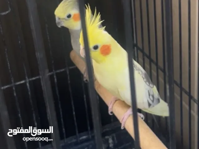 كوكتيل للإنتاج