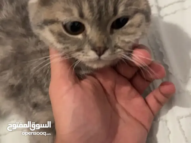 قطه سكوتش فولد بيور انثى