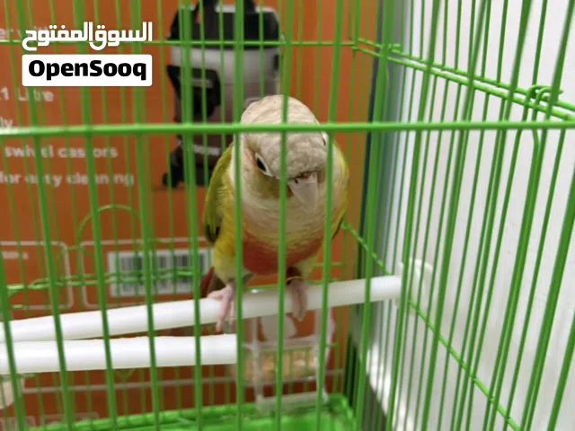 طايرين متعودين على بعض أافين هدد خارجي