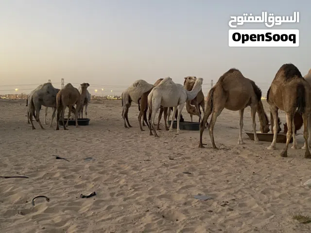 ابل للبيع الموقع الاديرع