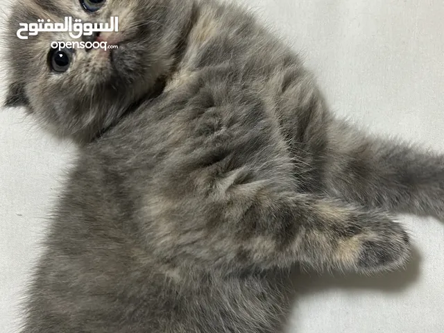 قطط سكوتش فولد