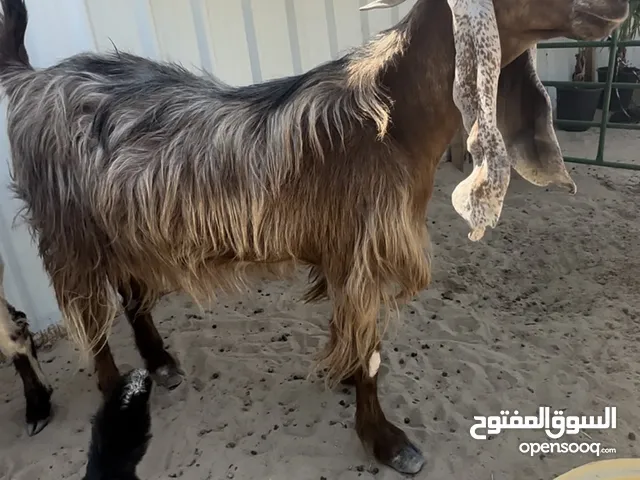 للبيع مطفل عارضيه صفرا