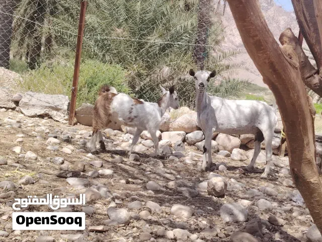 شاه صلاليه للبيع ولدها تيس ويد خمس أشهر سمنه طيبه