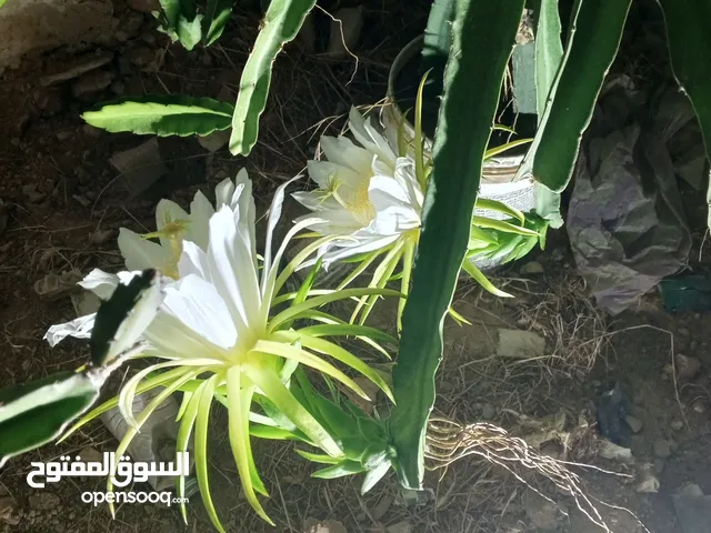 اشتال فاكهة التنين