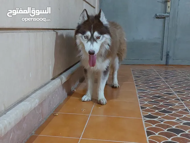 هاسي للبيع